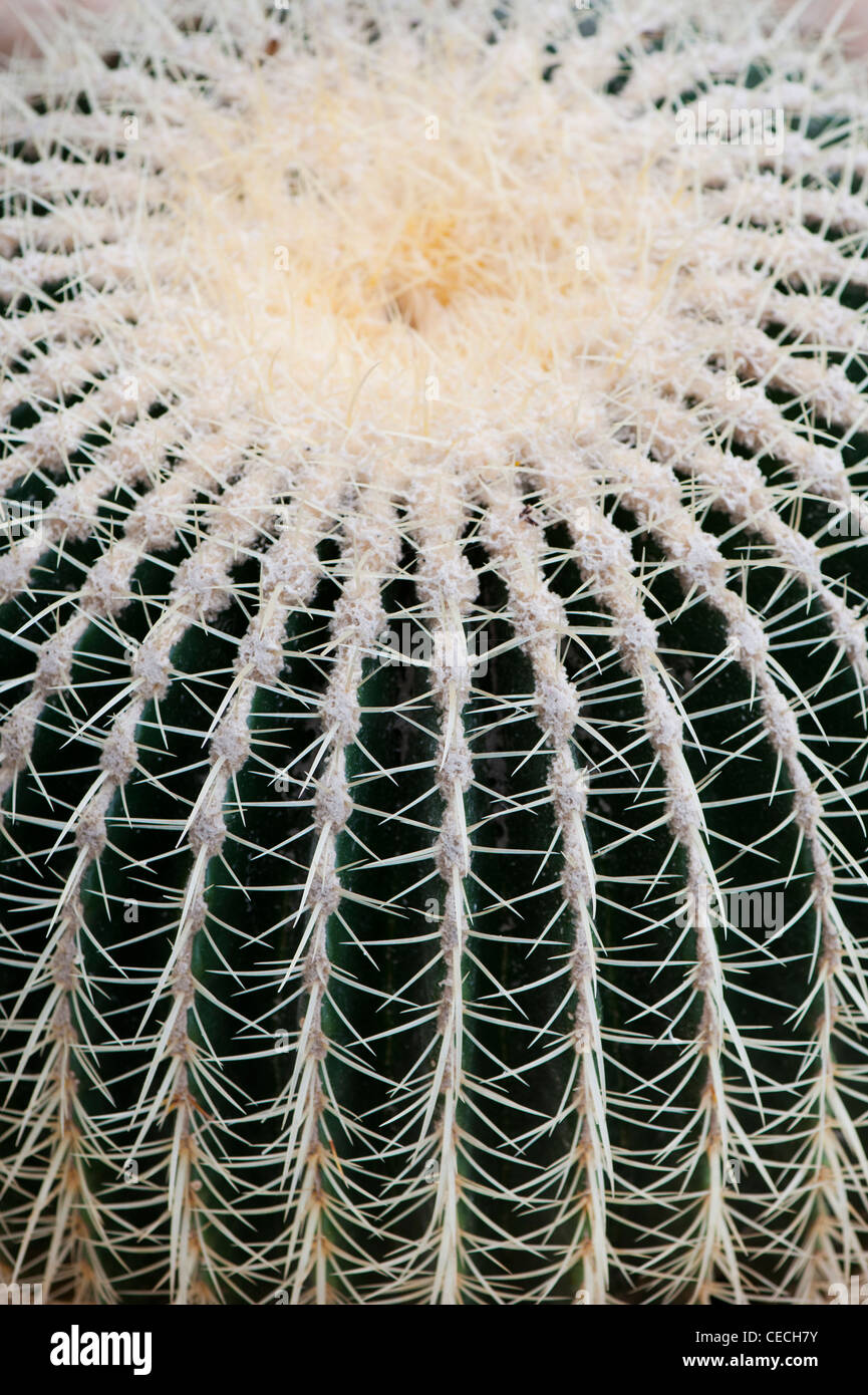 Echinocactus Grusonii. Golden Barrel Cactus Stockfoto