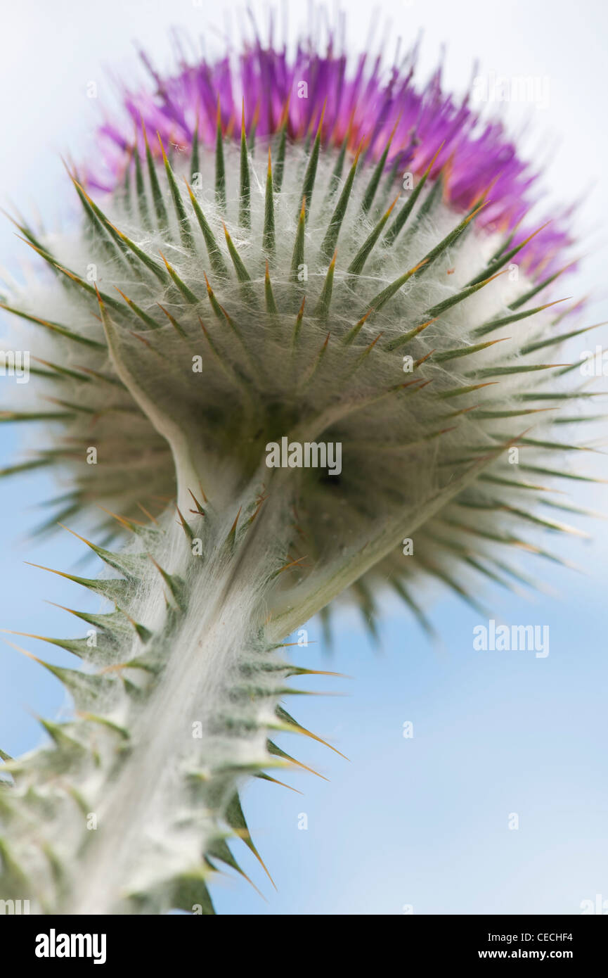 Onopordum Acanthium. Eselsdistel Stockfoto