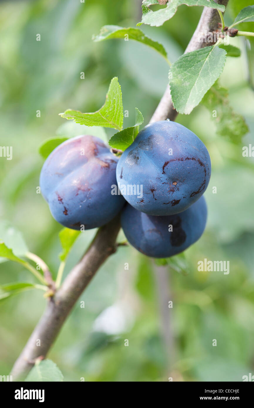 Prunus Domestica. Plum "Anita" auf einem Baum Stockfoto