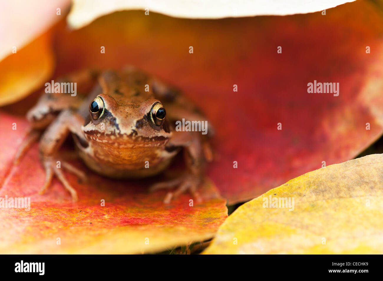 Garten Grasfrosch "Rana Temporaria sitzen unter bunten Herbst Baum Blätter Stockfoto