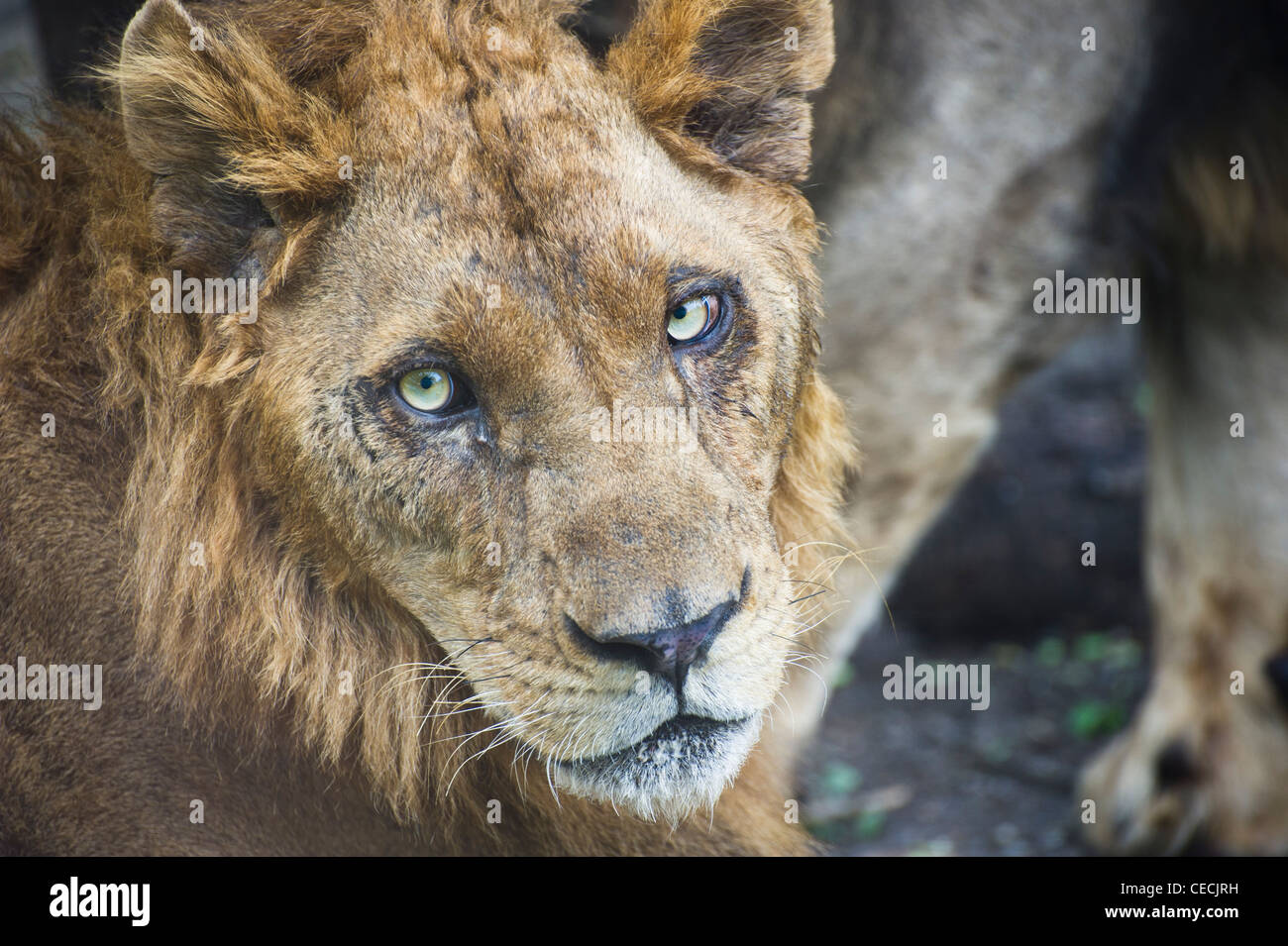 Safari-Tier Stockfoto