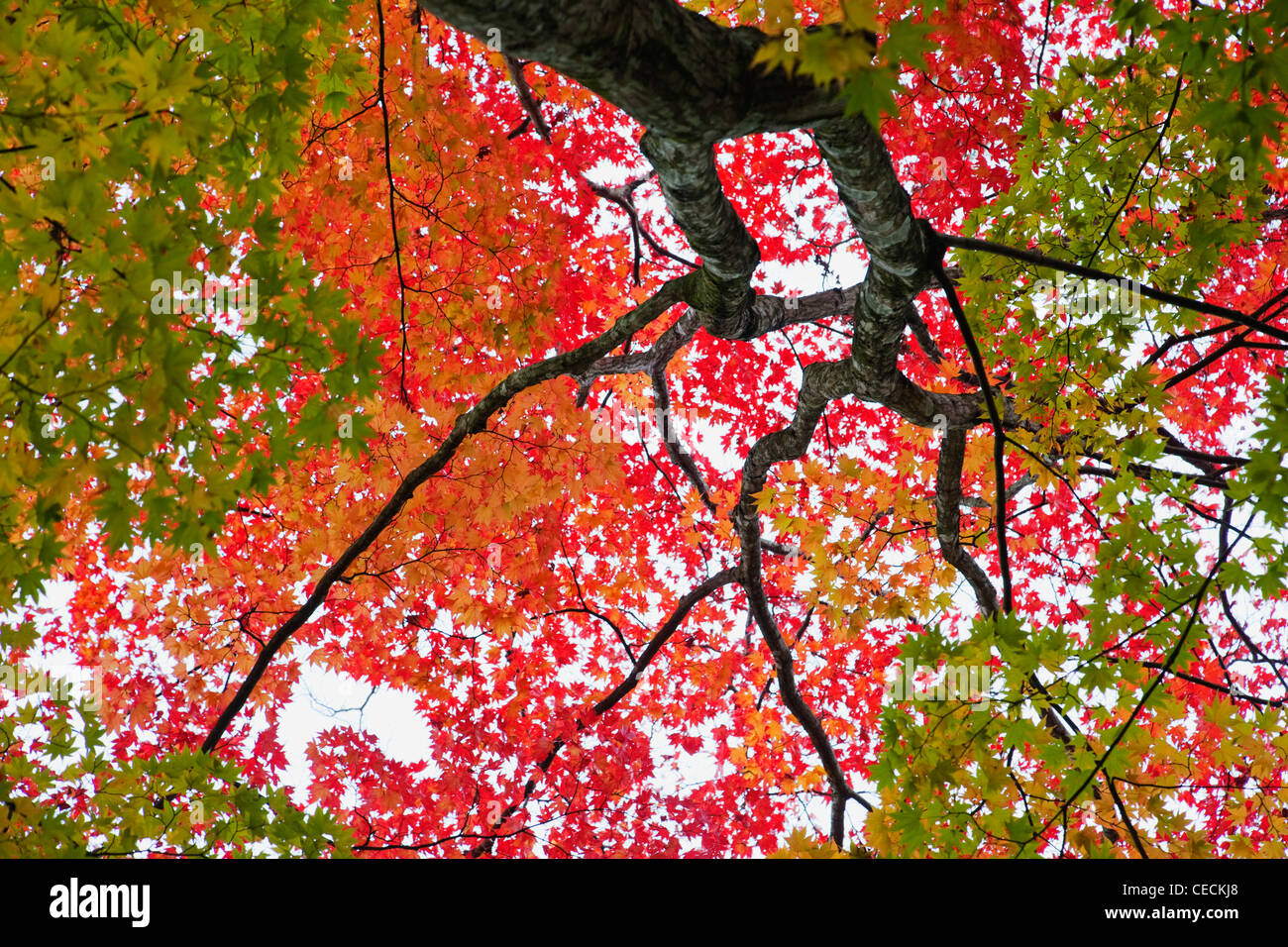 niedrigen Sie Winkel der Baum mit bunten Blättern Stockfoto