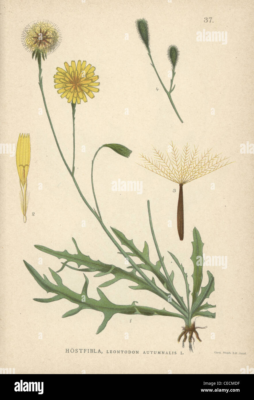 Herbst Hawkbit, Leontodon Autumnalis. Stockfoto