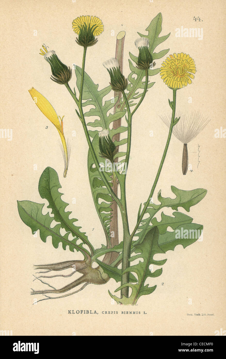 Rough Hawksbeard, Crepis Biennis. Stockfoto