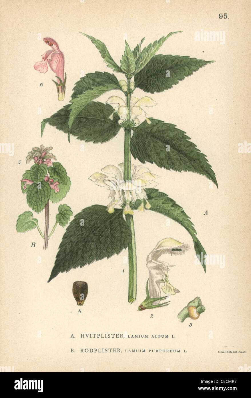 Weiße Taubnessel, Lamium Album und lila Erzengel Lamium Purpureum. Stockfoto