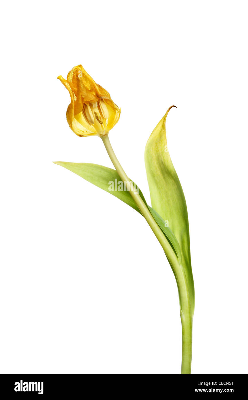 Abgebrannter Tulpe Blume und Laub isoliert gegen weiß Stockfoto