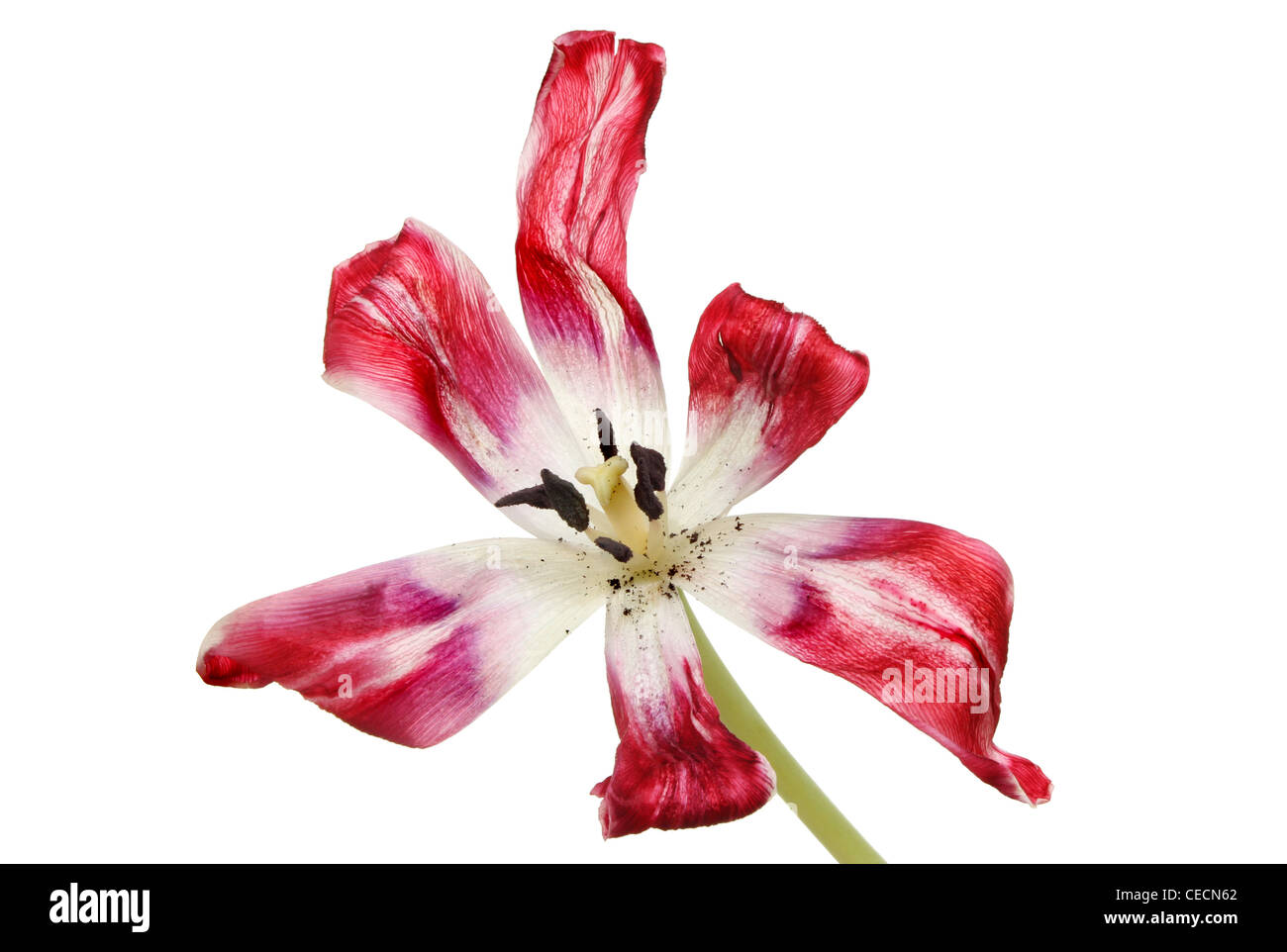 Sterbende Tulpe Blume isoliert gegen weiß Stockfoto