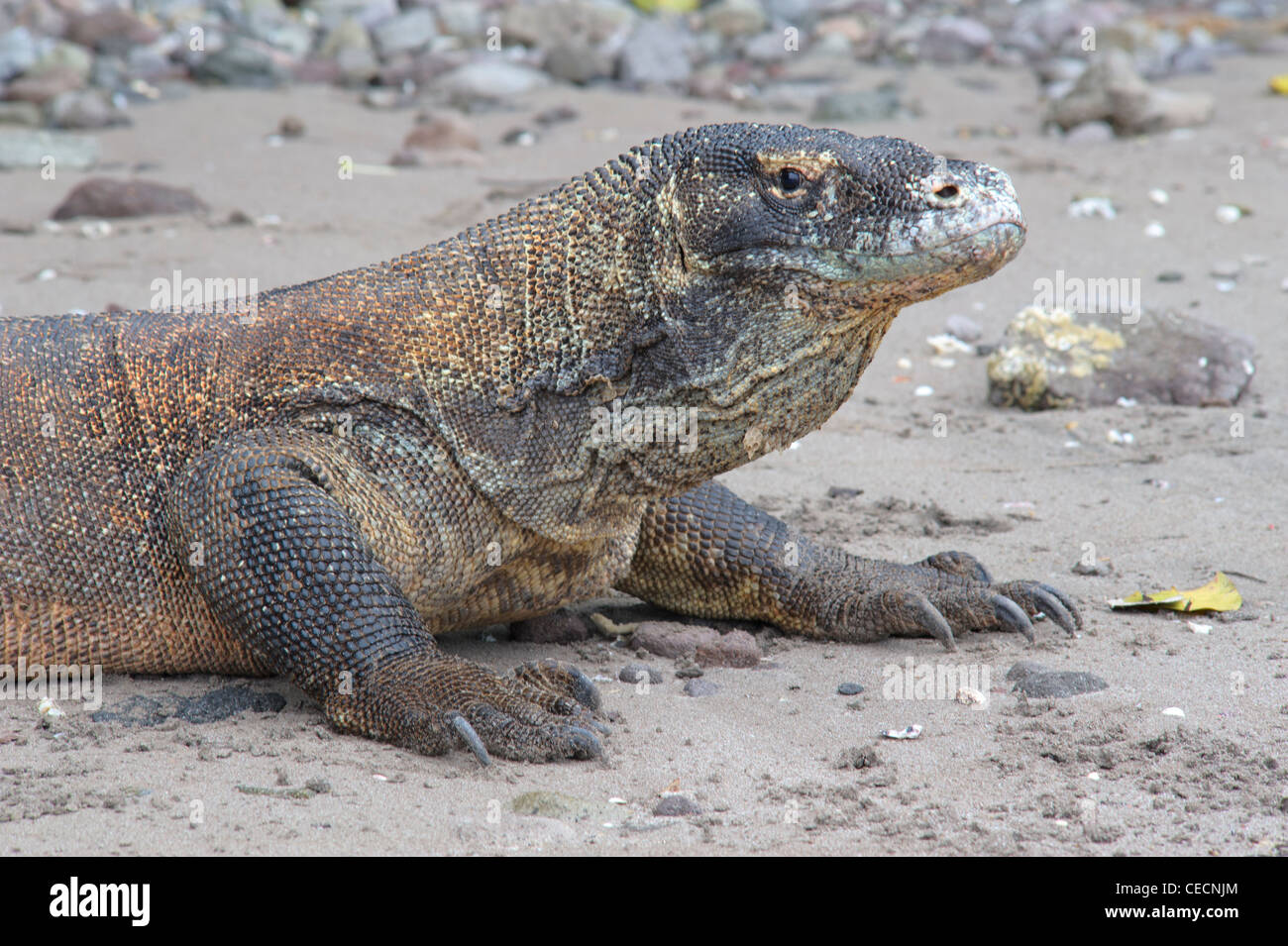 Ein Komodowaran von Komodo National Park, Indonesien. Varanus Komodoensis. Eine riesige Waran Gift. Eine geschützte Tierart Stockfoto