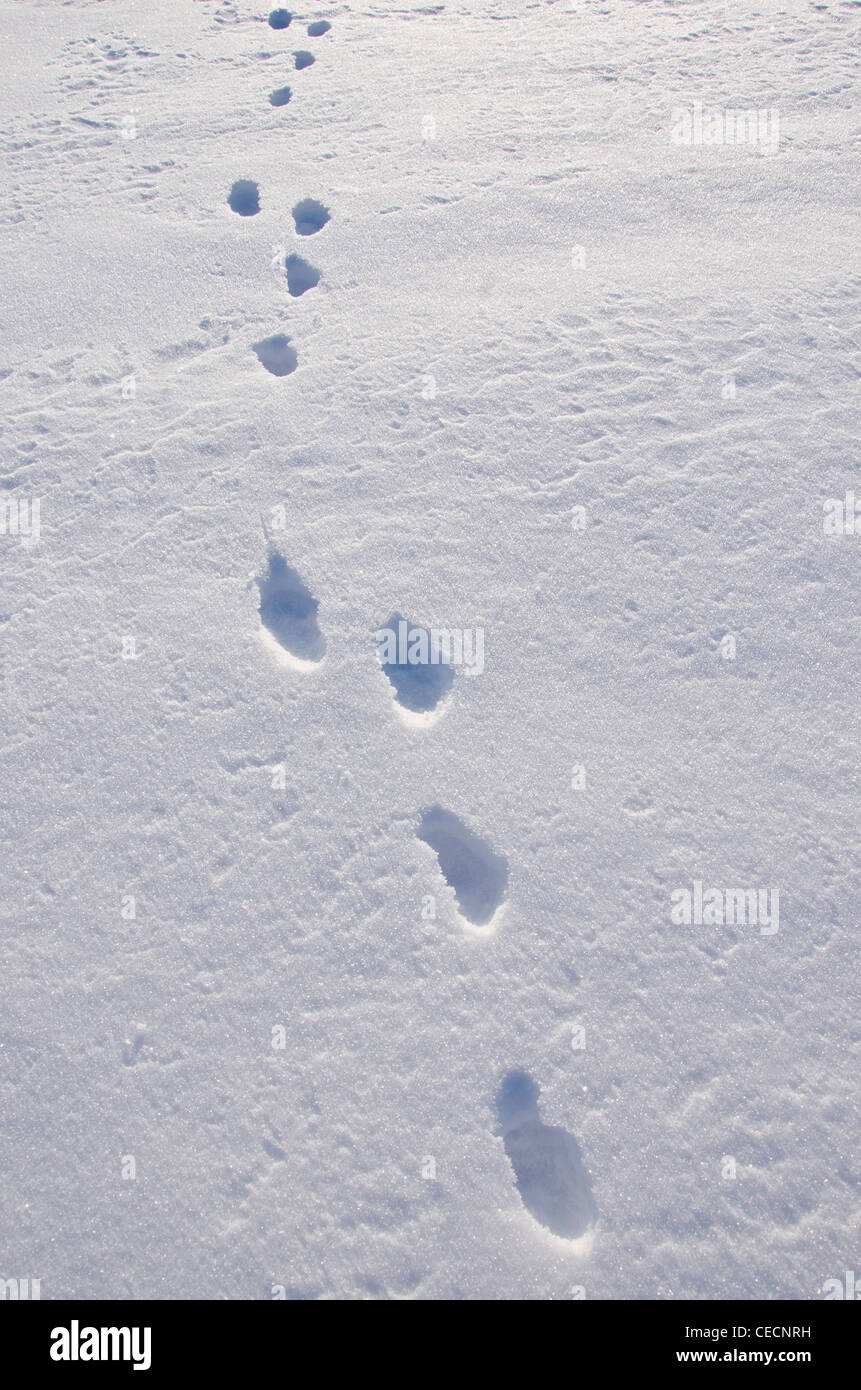 Feldhase Spur im Winterschnee Stockfoto