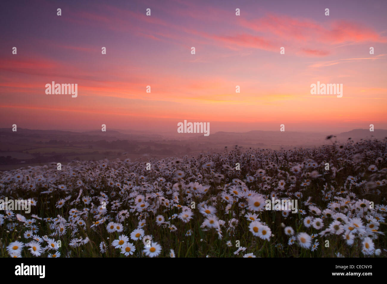 Ein Feld von Ochsen-Auge Gänseblümchen fotografiert bei Sonnenaufgang auf Charlton in Wiltshire. Stockfoto