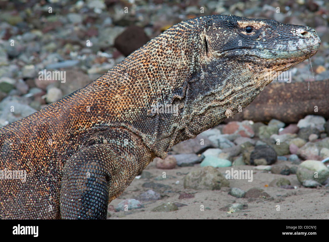 Ein Komodowaran von Komodo National Park, Indonesien. Varanus Komodoensis. Eine riesige Waran Gift. Eine geschützte Tierart Stockfoto