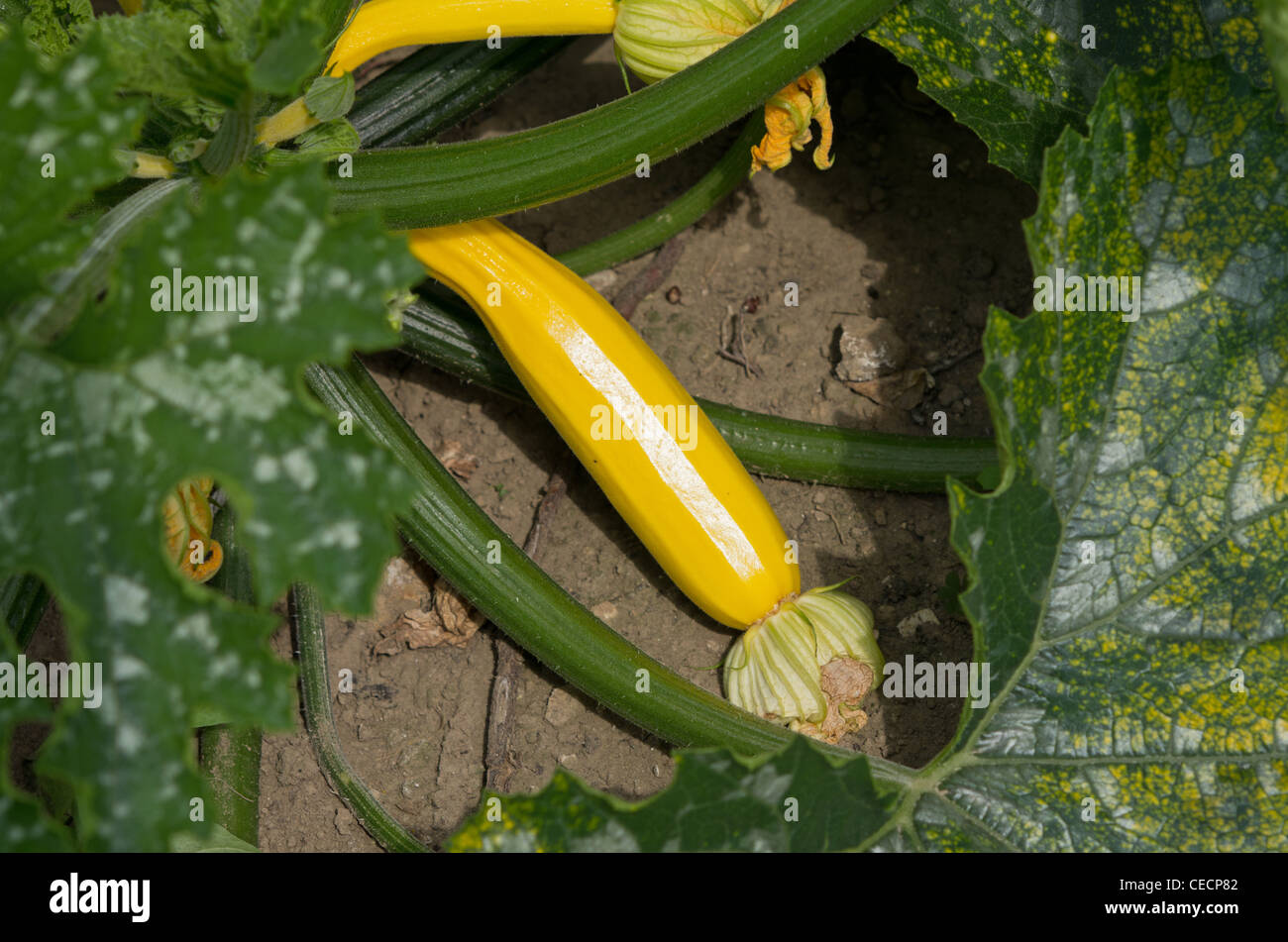 Zucchini Gold Rush Stockfoto