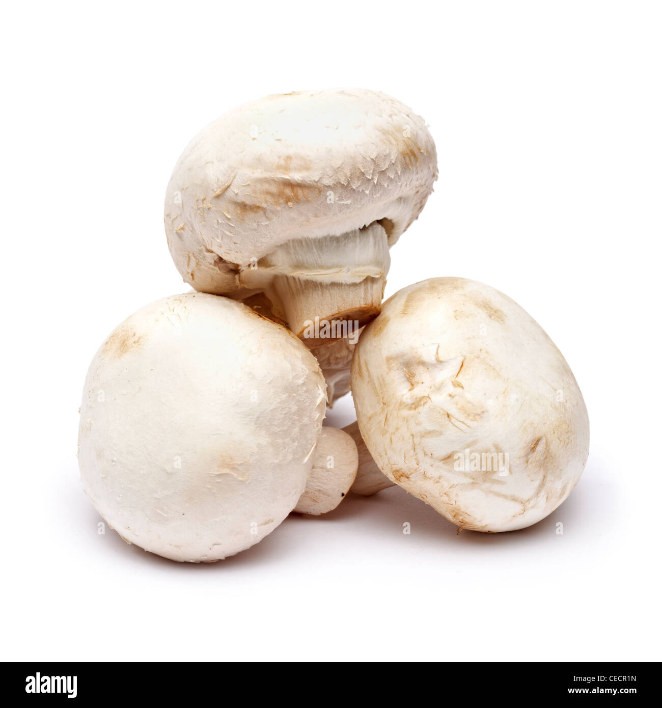 Pilze auf weißem Hintergrund Stockfoto