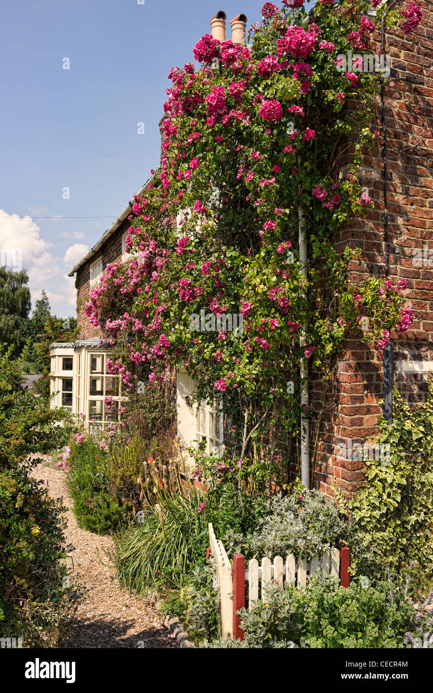 Rosa Kletterrosen schmücken ein Dorset Ferienhaus England UK Stockfoto