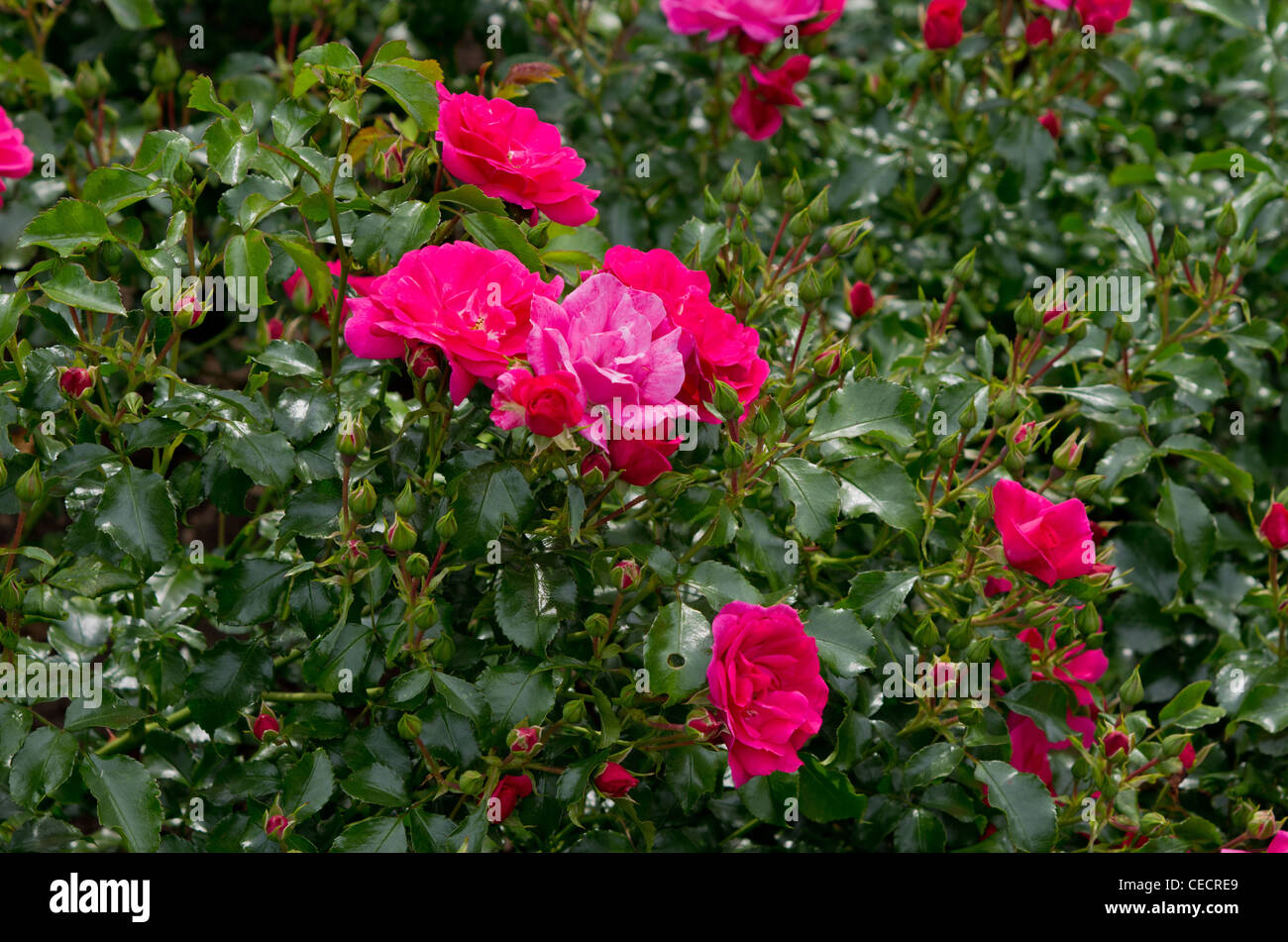 Moderne strauch Rose Blume Teppich Stockfoto