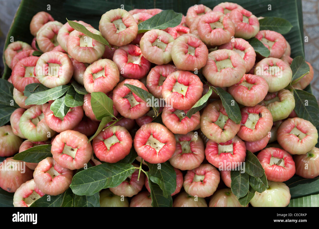 Jambu Obst zum Verkauf an Bến für Markt-Ho-Chi-Minh-Stadt-Vietnam Stockfoto