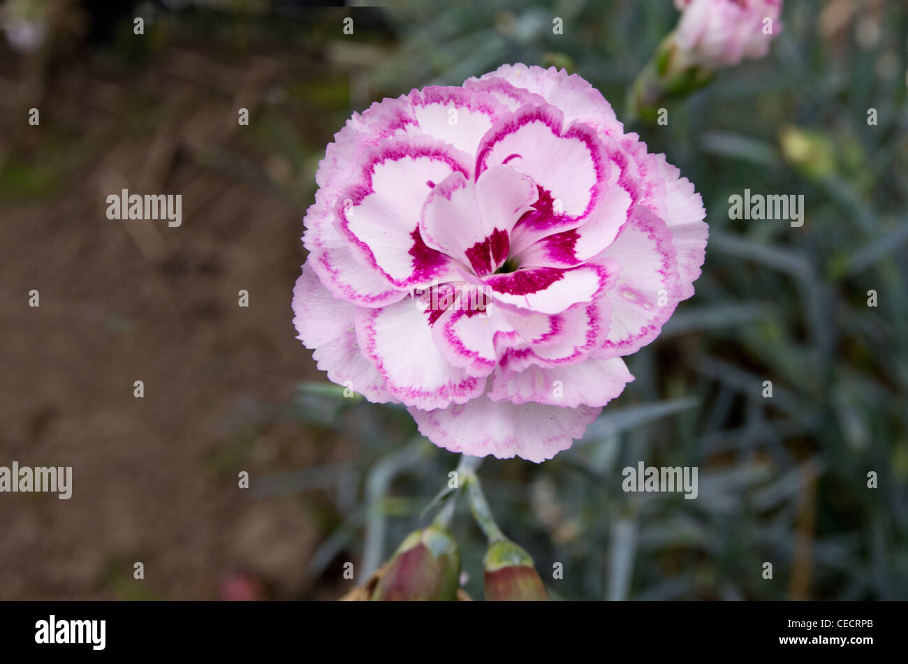 Dianthus Grans Favourite Stockfoto