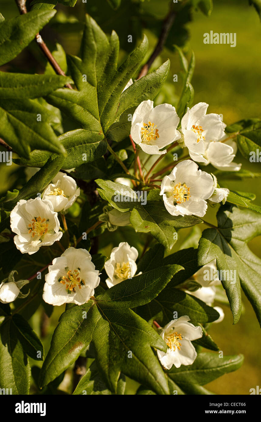 Malus-Gardist Apfelblüte im Mai Stockfoto
