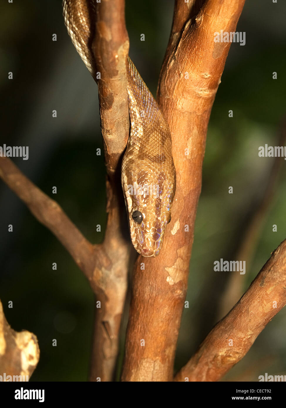 Raimbow Boa, Epicrates Cenchria Cenchria, vertikale Porträt des jungen Schlange. Stockfoto