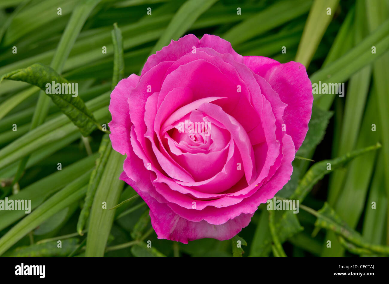 Rose Mrs John Laing Stockfoto