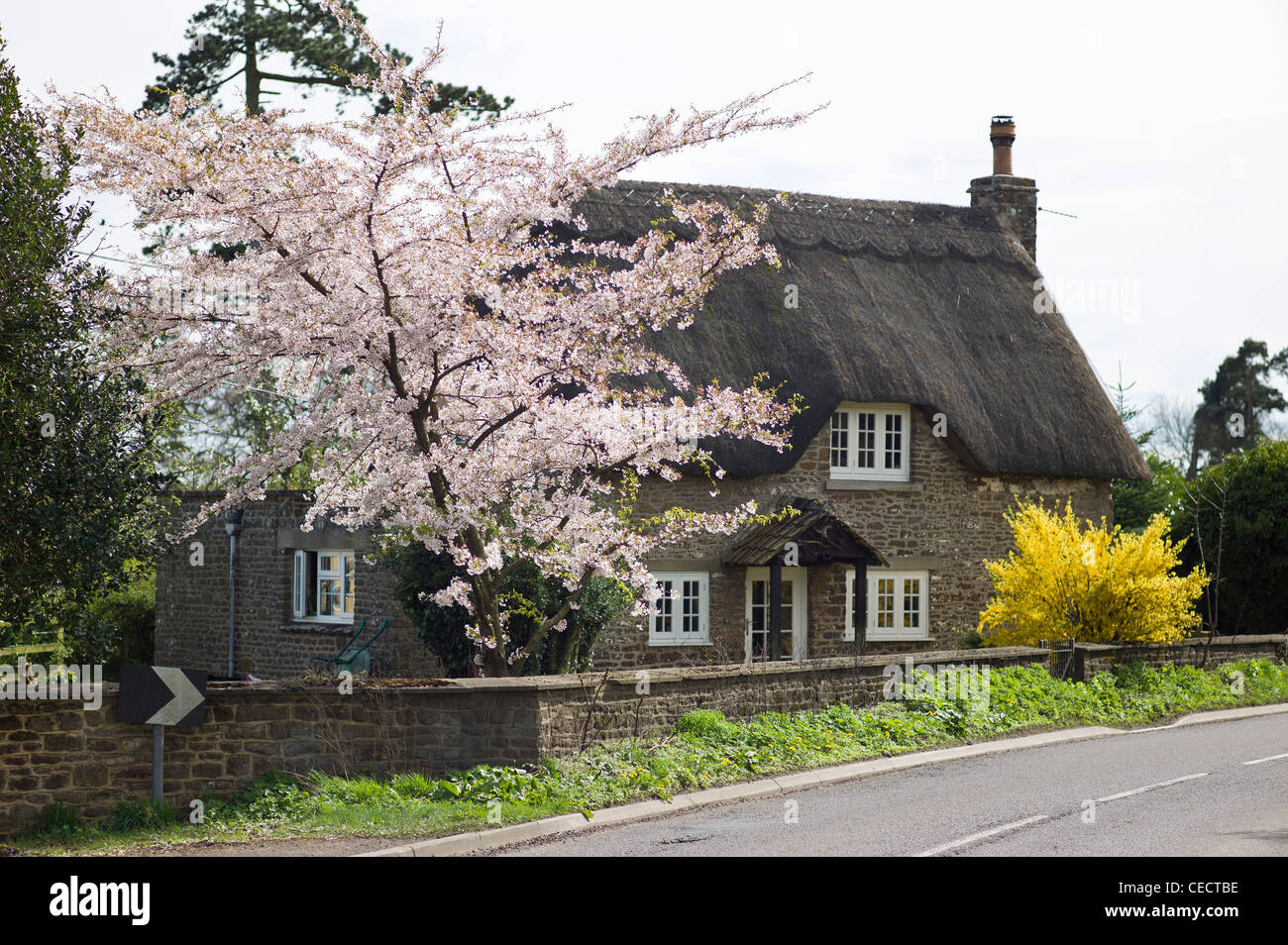 Spring Blossom Baum in Sandy Lane England UK Stockfoto