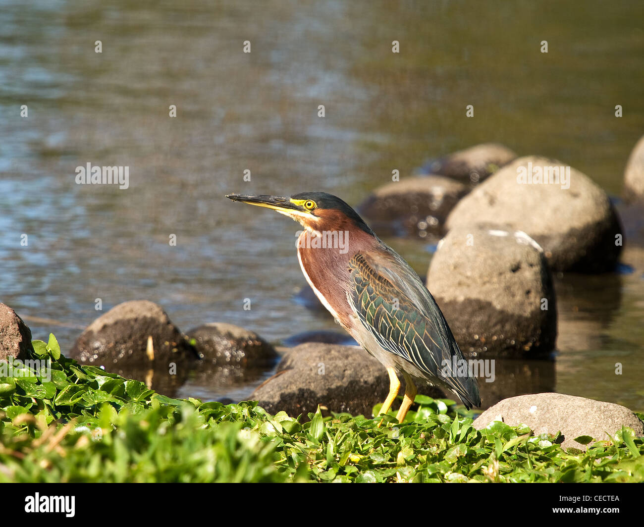 Grün Reiher, Butorides Virescens, horizontale Portrait der Altvogel Angeln im See Stockfoto