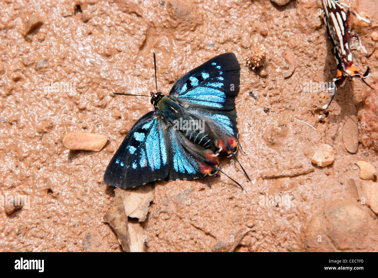 Gemeinsamen Silber Spot Schmetterling (Aphnaeus Orcas: Lycaenidae) männlichen puddling im Regenwald, Ghana. Stockfoto
