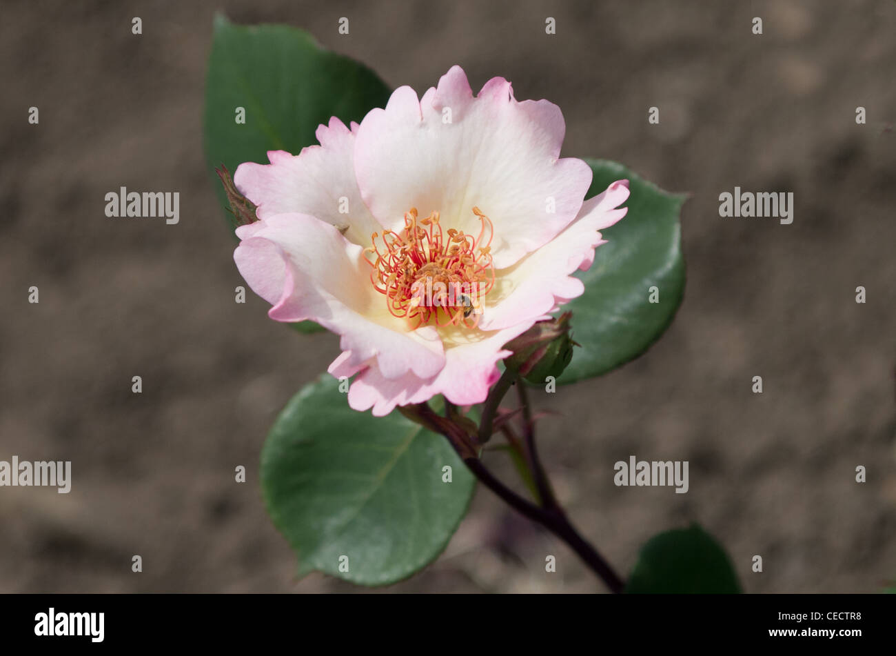 Hybrid Tea Rose Ellen Willmot Stockfoto