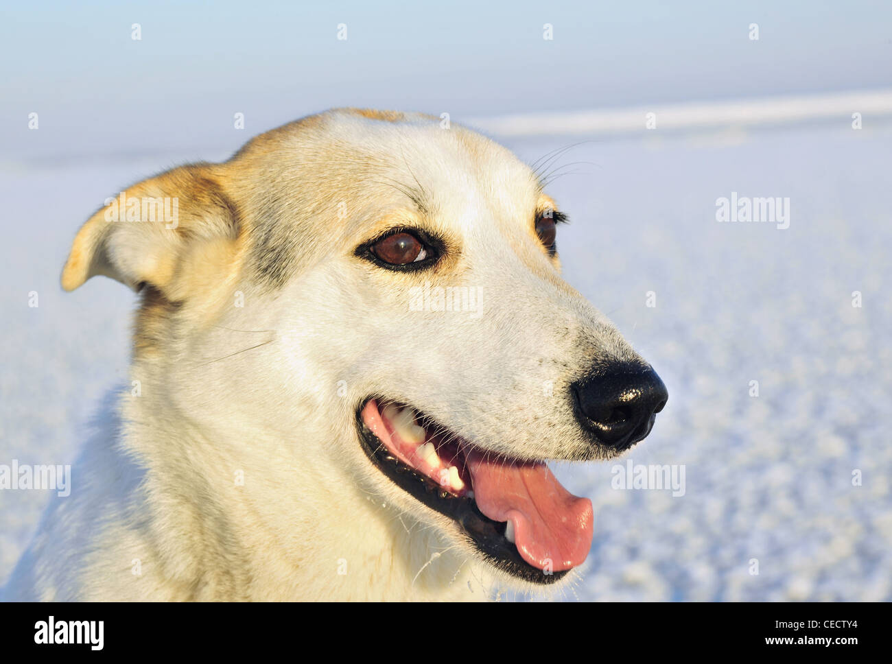Porträt eines Hundes. Ein Winter-Porträt von einem Jagdhund hautnah. (Canis Lupus Familiaris) Stockfoto