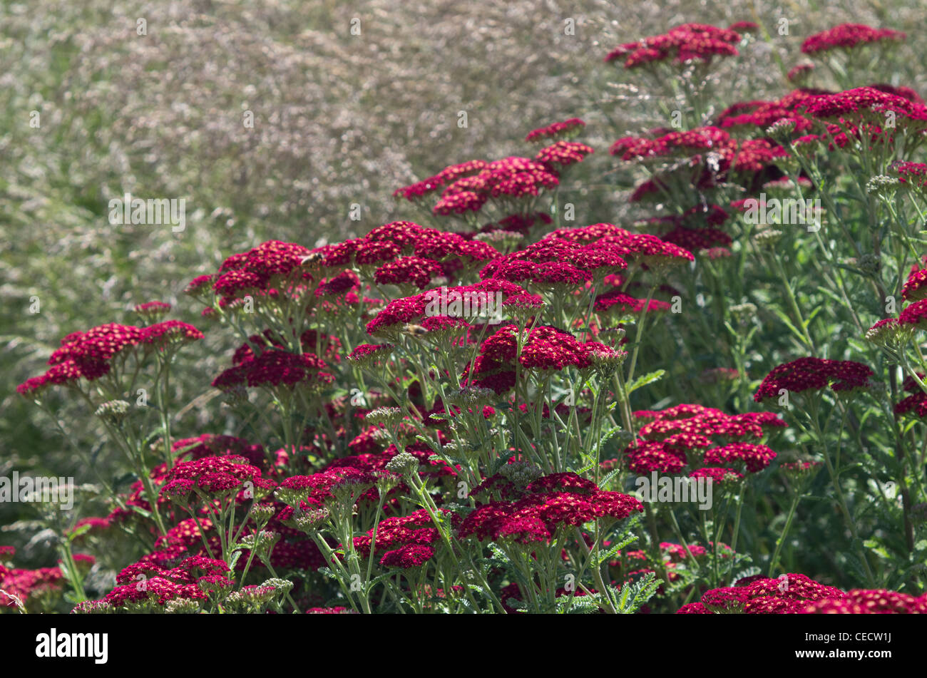 Achillea Millefolium Red Velvet Stockfoto