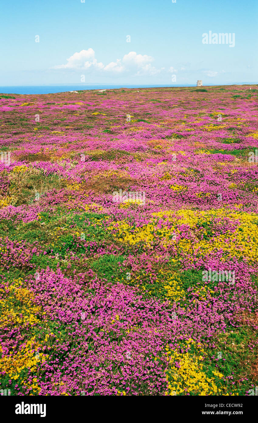 Vereinigtes Königreich, Großbritannien, Kanalinseln, Jersey, wilde Blumen, Muster von Heidekraut und Ginster in voller Blüte Stockfoto