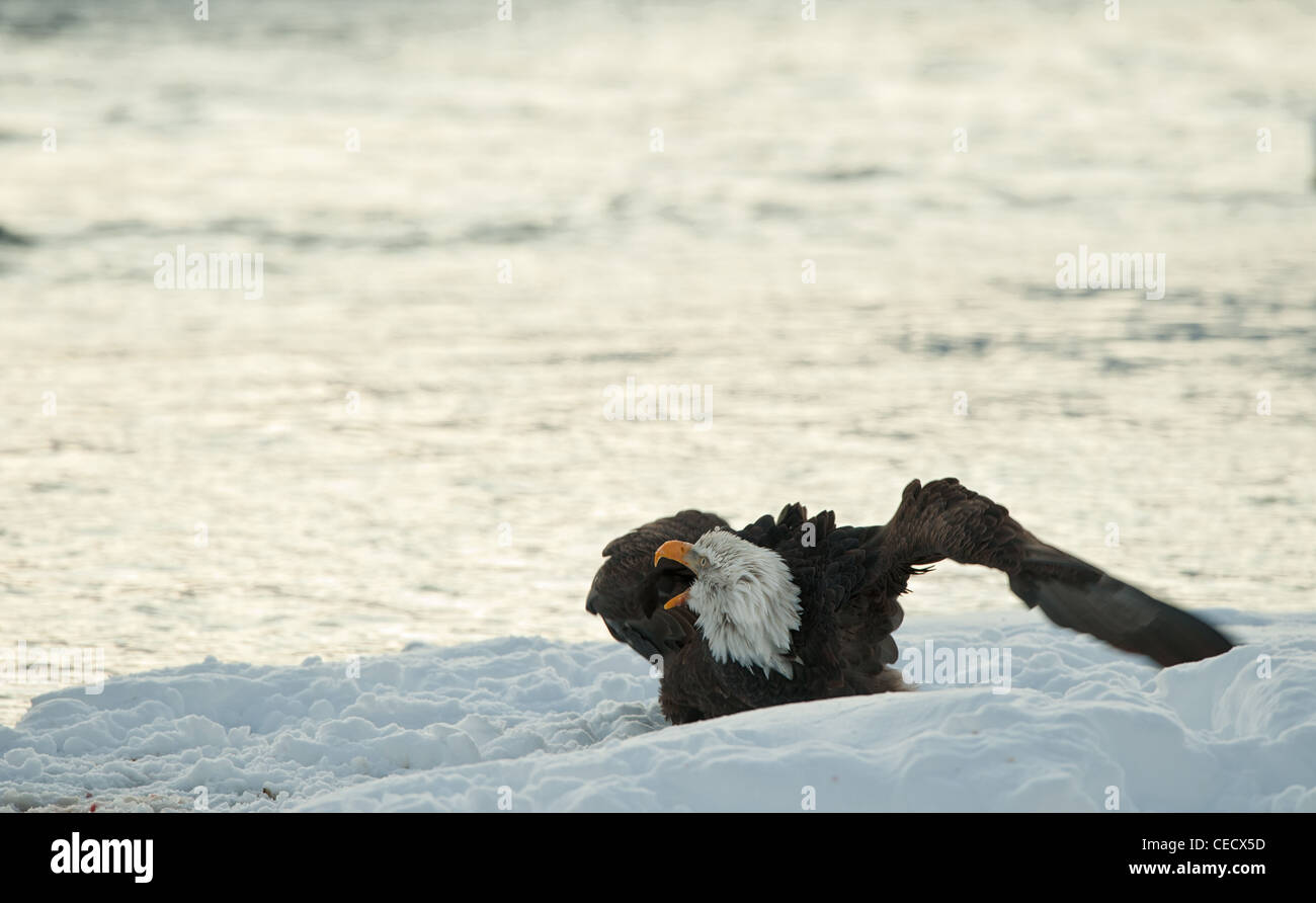 Geschrei Weißkopf-Seeadler auf Schnee. Das Geschrei Weißkopf-Seeadler sitzt auf Schnee Chilkat River. Stockfoto