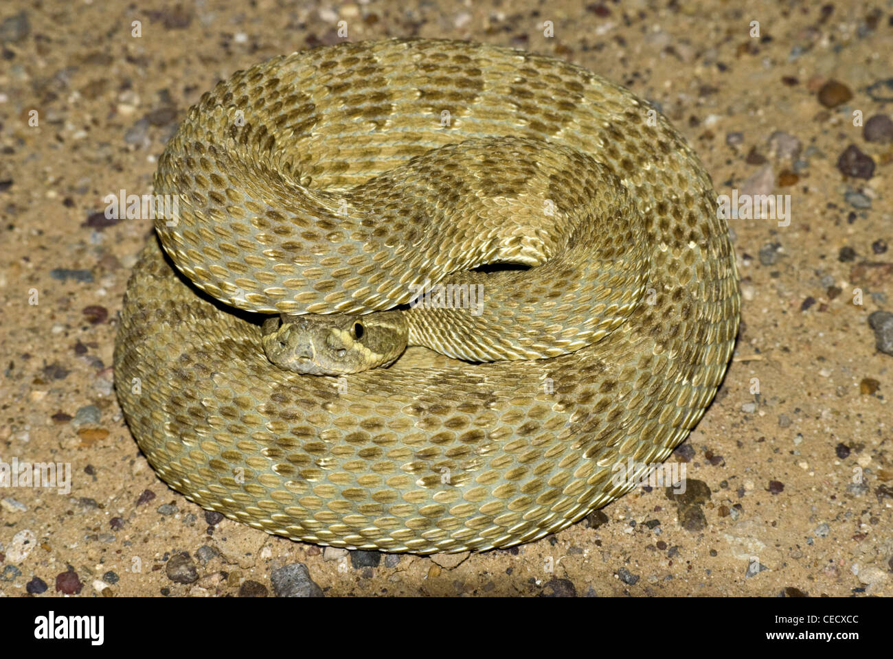 Prairie Klapperschlange (Crotalus Viridis), Kopf, Ojito Wildnis, Sandoval county, New Mexico, USA. Stockfoto