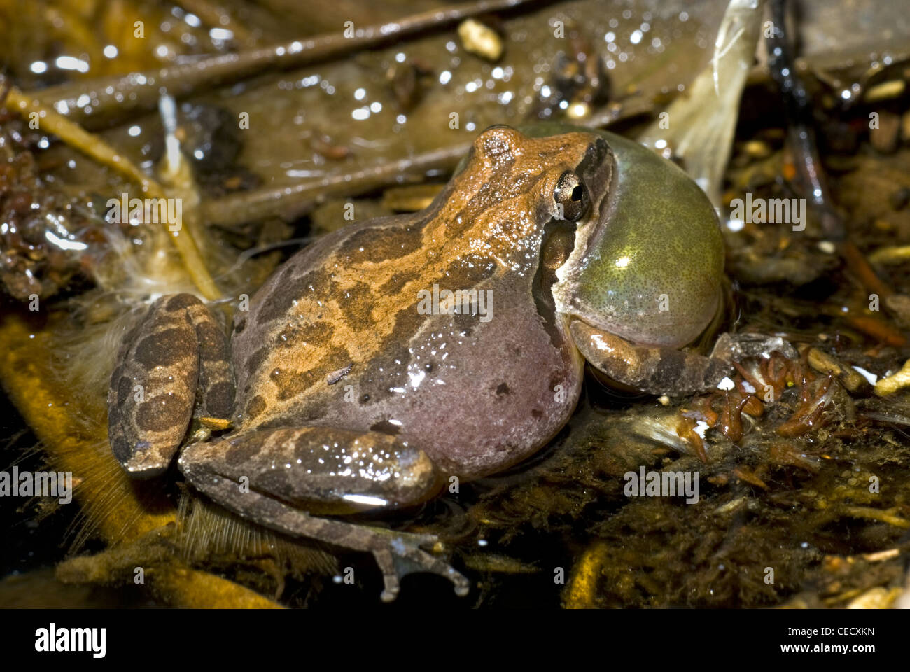 Ruft männlichen Baja California Chor-Frosch, (Pseudacris Hypochondriaca), Carpenteria Creek, Santa Barbara, Kalifornien, USA. Stockfoto