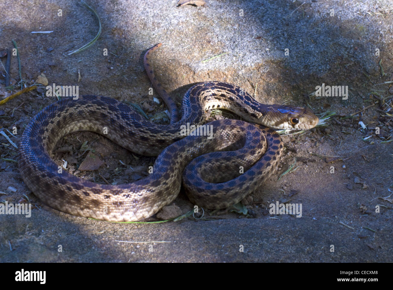 San Diego Gopher Snake, (Pituophis Catenifer Annectens), Rattlesnake Canyon, Santa Barbara, Kalifornien, USA. Stockfoto