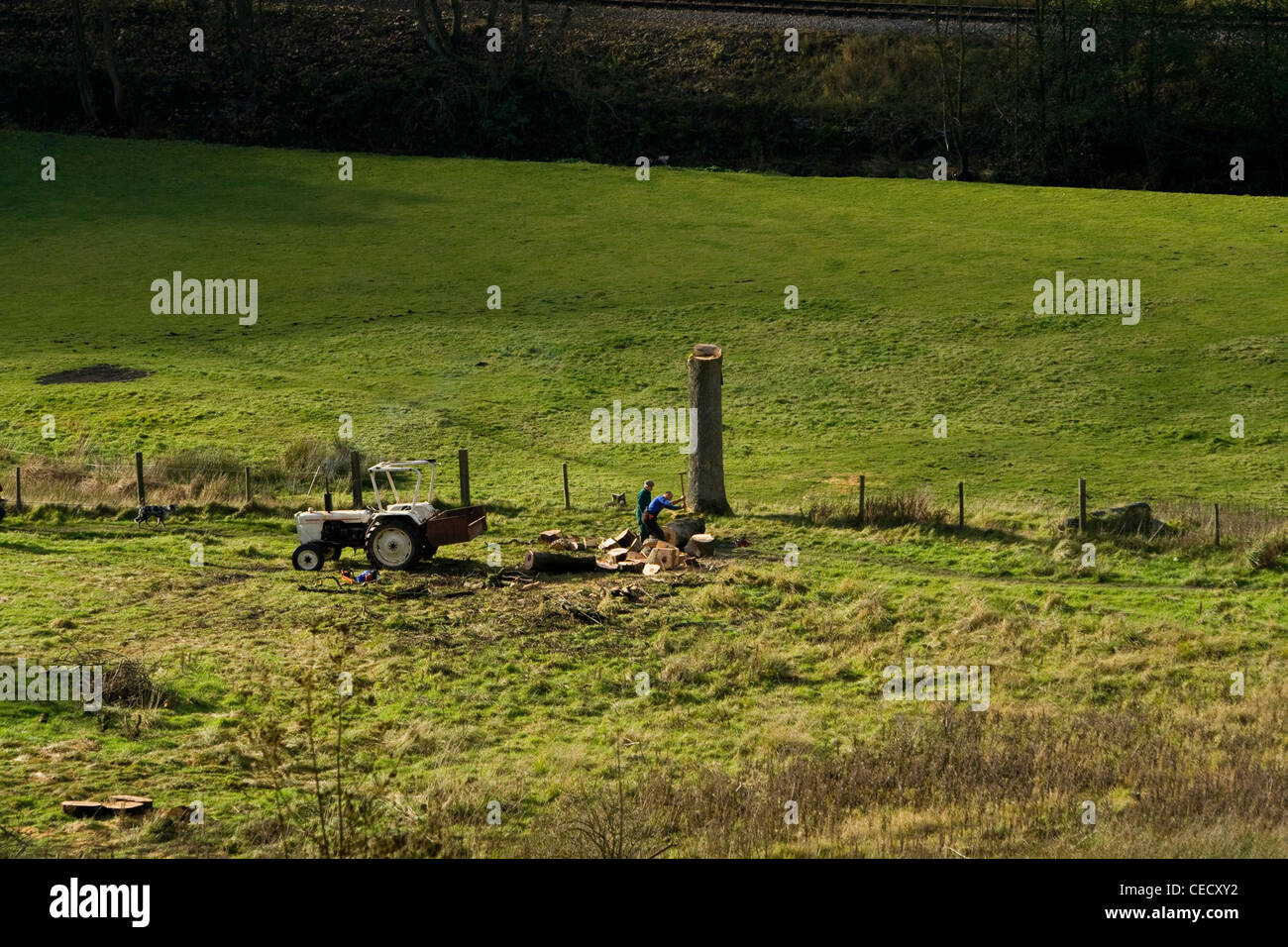 Zwei Bauern Fällen einen Baum in einem Feld. Stockfoto
