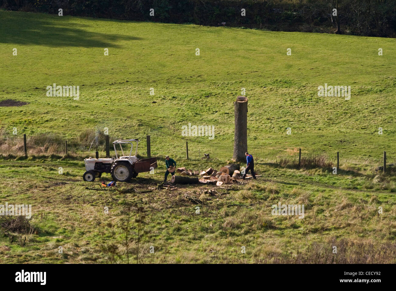 Zwei Bauern Fällen einen Baum in einem Feld. Stockfoto