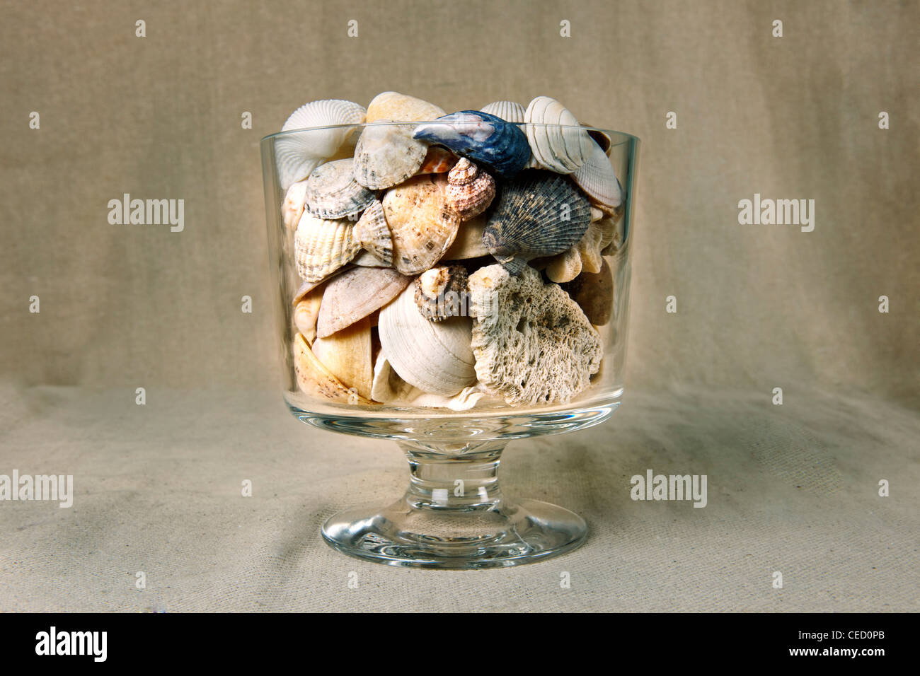 Muscheln und ein Stück Koralle in einer Glasvase mit einem strukturierten Hintergrund als Hintergrund Stockfoto