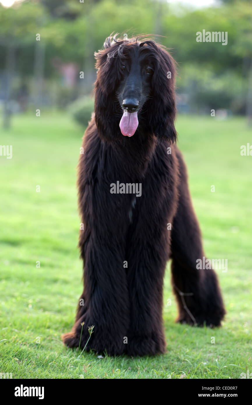 Schwarzer Afghane Hund stehend auf dem Rasen Stockfotografie - Alamy
