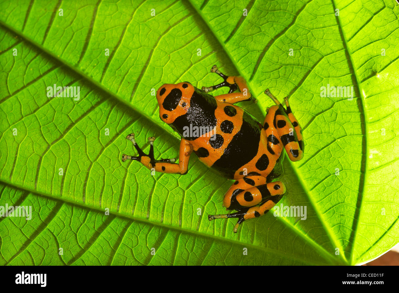 Gelb-banded Poison Dart Frog, Dendrobates Leucomelas im primären Regenwald, Surama, Guyana, Südamerika Stockfoto