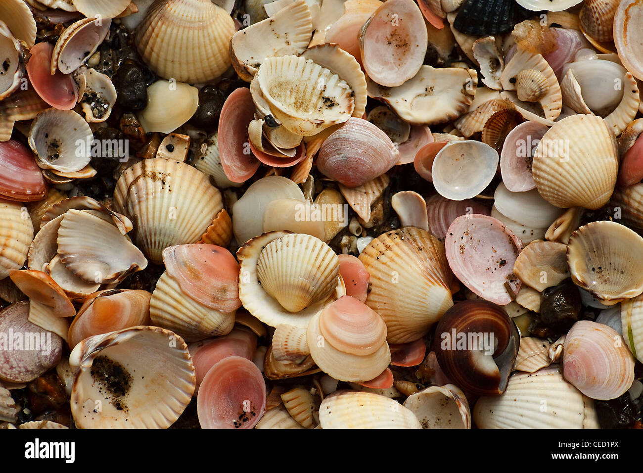 Eine Sammlung von verschiedenen Muscheln am Strand angespült Stockfoto