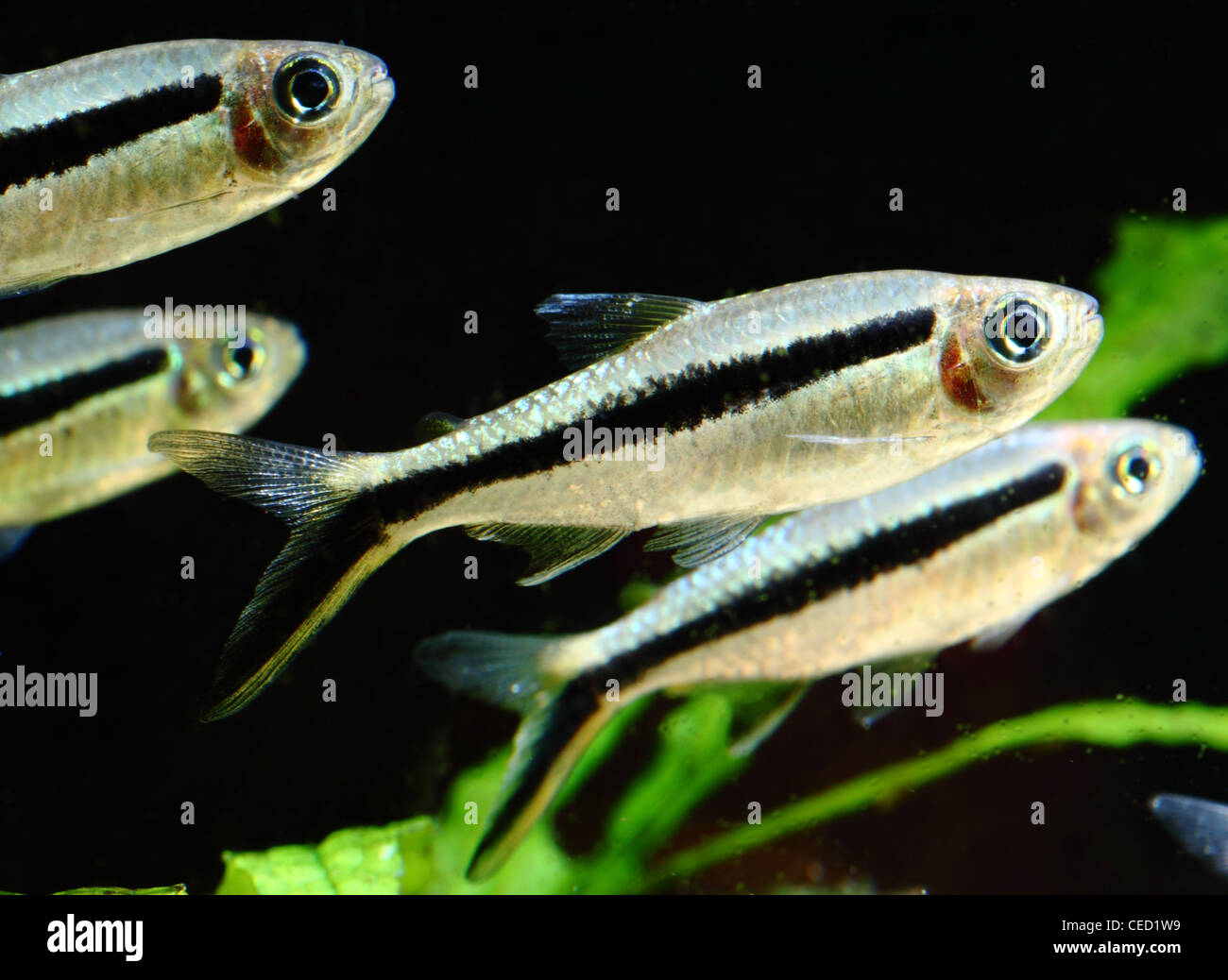 Einen kleinen Fischschwarm weiße und schwarze Fische (Gattung Thayeria) in einem Aquarium Stockfoto