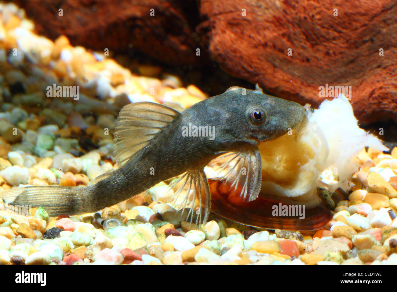 Ein Fisch (Gattung Ancistrus) ist eine Schnecke Essen. Stockfoto