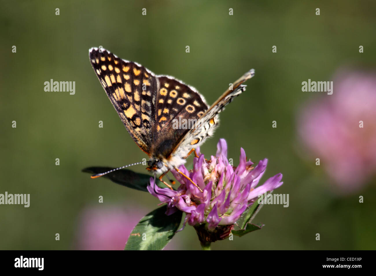 Glanville Fritillary dunkle Form in Bulgarien Stockfoto