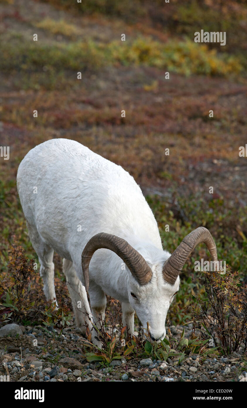 Dall-Schafe. Denali-Nationalpark. Alaska. USA Stockfoto