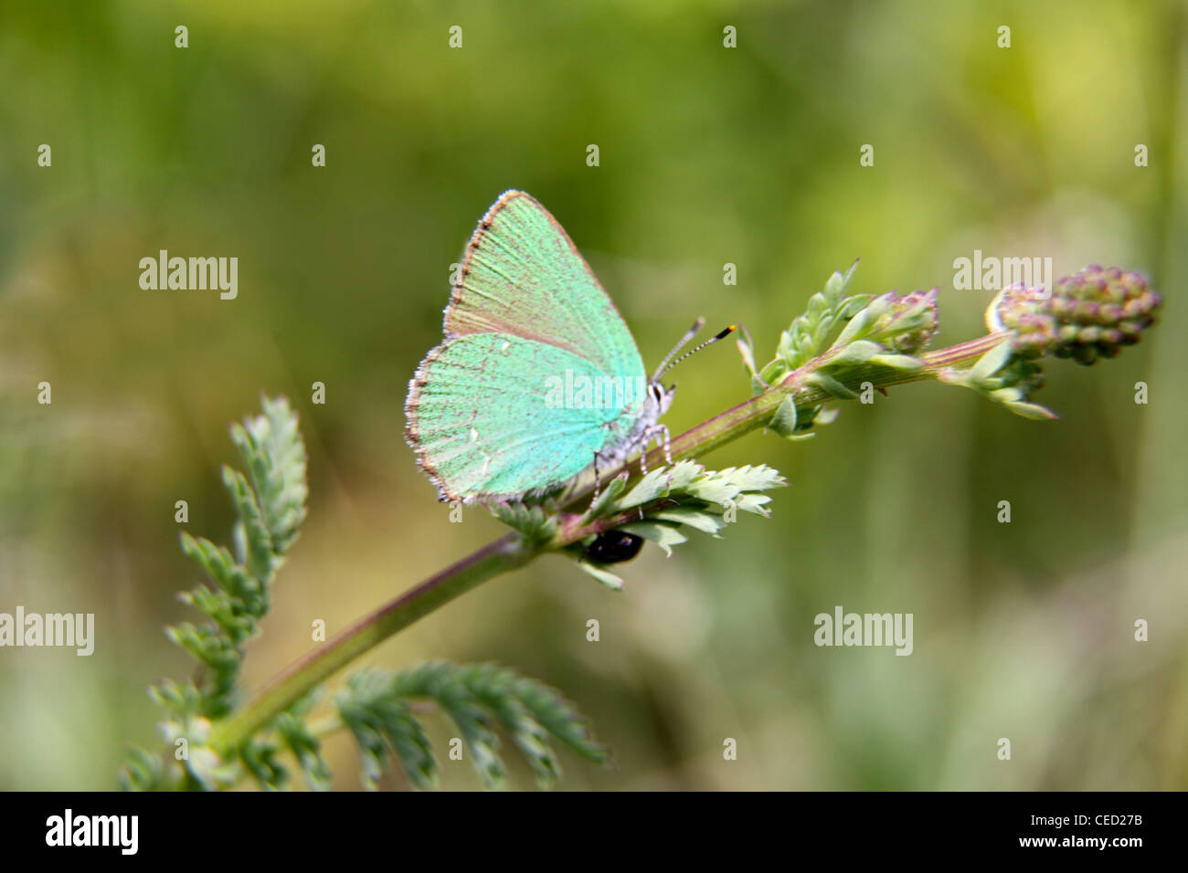 Grüner Zipfelfalter Schmetterling in Bulgarien Stockfoto