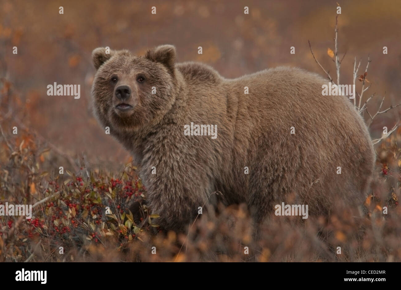 Grizzly Bär (Ursus Arctos) Pausen beim grasen auf bevorzugte Seife Beeren, einer Heftklammer in der Bär Herbst Diät, Denali Park. Stockfoto