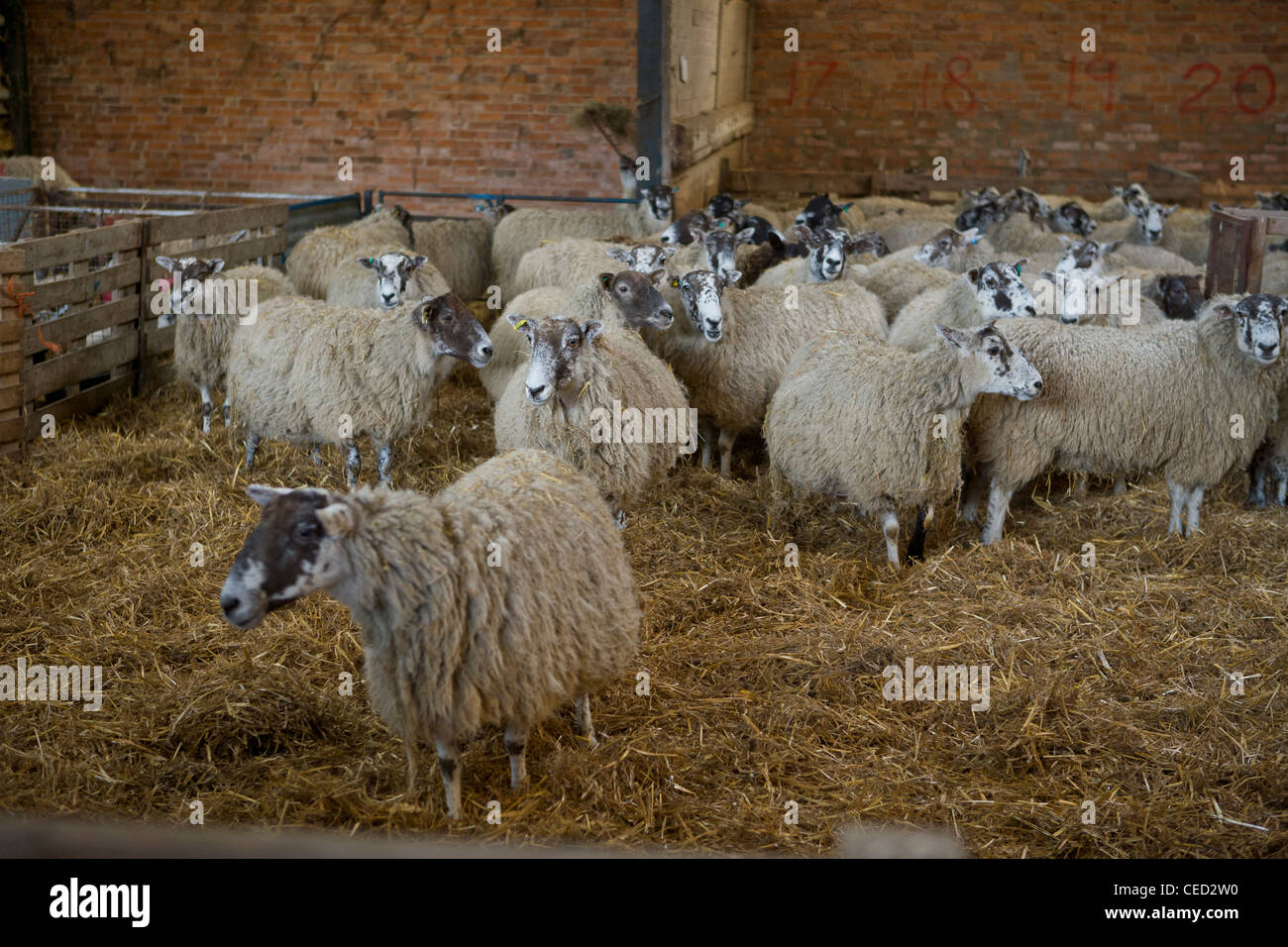 Mutterschafe im Wartestand Stockfoto