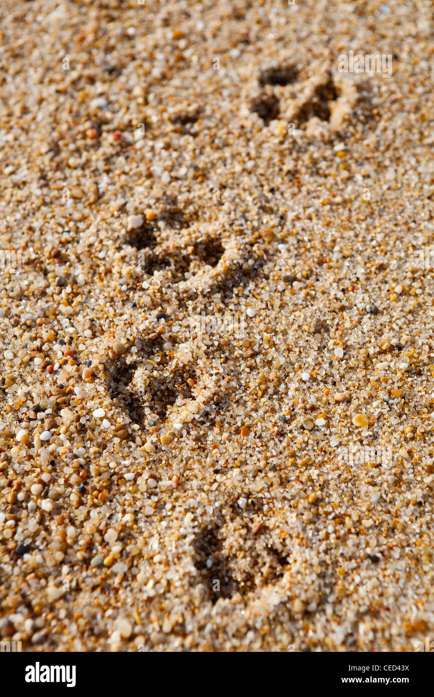 Nahaufnahme des Hundes Pfotenabdrücke im Sand am Strand Stockfoto