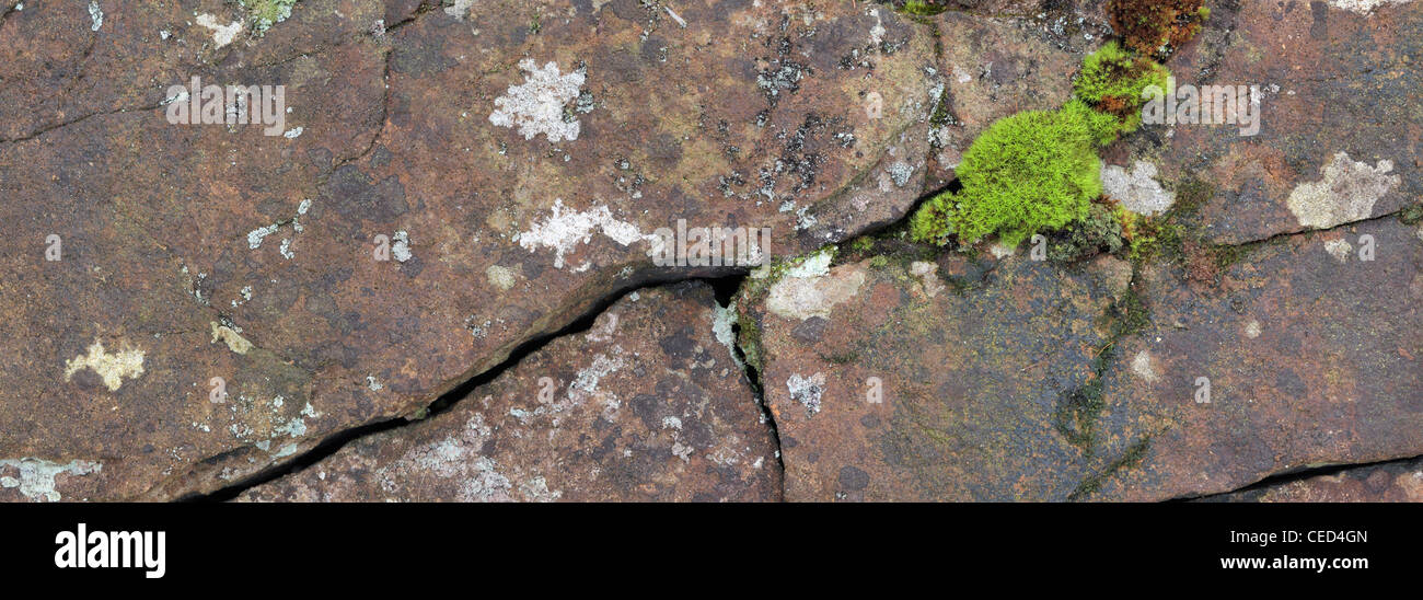 Moos wächst zwischen Rissen auf einer Felswand in Strid Wood, Wharfedale, Yorkshire Stockfoto